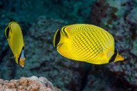 Chaetodon rafflesii (Latticed Butterflyfish)