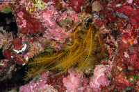 Phanogenia gracilis (Slender Feather Star)