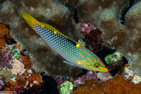 Halichoeres hortulanus (Checkerboard Wrasse)