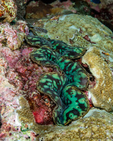 Tridacna crocea (Boring Giant Clam)