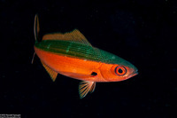 Caesio caerulaurea (Scissortail Fusilier)