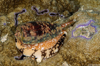 Conus geographus (Geography Cone)