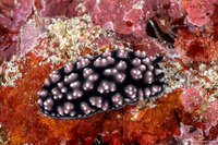 Phyllidiella pustulosa (Pustulose Phyllidia)