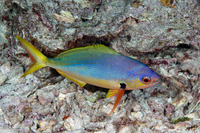 Caesio teres (Blue and Yellow Fusilier)