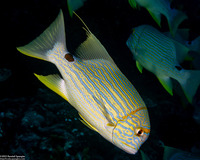 Symphorichthys spilurus (Sailfin Snapper)