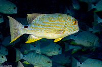 Symphorichthys spilurus (Sailfin Snapper)