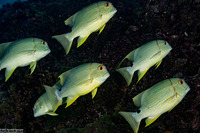 Symphorichthys spilurus (Sailfin Snapper)