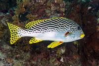 Plectorhinchus lineatus (Diagonal-Banded Sweetlips)