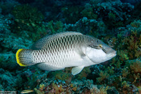 Cheilinus undulatus (Humphead Wrasse)