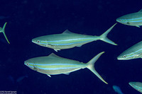 Elagatis bipinnulata (Rainbow Runner)