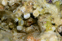 Pylopaguropsis sp.1 (Pylopaguropsis sp.1)