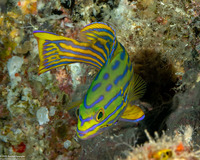 Cephalopholis polleni (Harlequin Grouper)