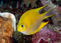 Amblyglyphidodon aureus (Golden Damsel)