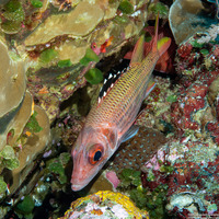 Neoniphon opercularis (Blackfin Squirrelfish)