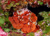 Peyssonnelia sp.1 (Peyssonnelia sp.1)