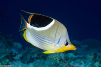 Chaetodon ephippium (Saddled Butterflyfish)