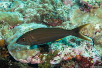 Aphareus furca (Smalltooth Jobfish)