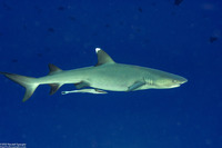 Triaenodon obesus (Whitetip Reef Shark)