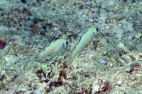 Ptereleotris zebra (Zebra Dartfish)