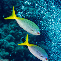 Caesio cuning (Yellowtail Fusilier)