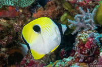Chaetodon unimaculatus (Teardrop Butterflyfish)