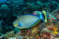 Naso vlamingii (Bignose Unicornfish)