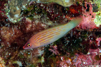 Pseudocheilinus octotaenia (Eightline Wrasse)
