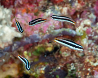 Thalassoma amblycephalum (Bluntheaded Wrasse)