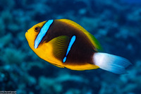 Amphiprion chrysopterus (Orangefin Anemonefish)