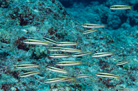 Thalassoma amblycephalum (Bluntheaded Wrasse)