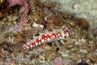 Synchiropus moyeri (Moyer's Dragonet)