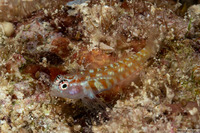 Eviota melasma (Melasma Dwarfgoby)
