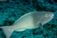 Scarus rubroviolaceus (Redlip Parrotfish)