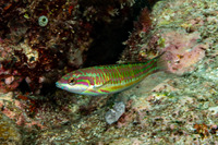 Thalassoma quinquevittatum (Fivestripe Wrasse)