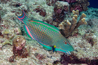Cetoscarus ocellatus (Spotted Parrotfish)