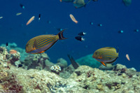 Acanthurus lineatus (Striped Surgeonfish)