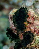 Sigillina signifera (Sigillina Signifera)