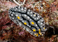 Phyllidia elegans (Elegant Phyllidia)