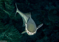 Echeneis naucrates (Sharksucker)