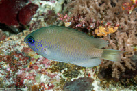 Pomacentrus reidi (Reid's Damsel)