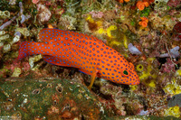 Cephalopholis miniata (Coral Grouper)