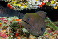 Gymnothorax javanicus (Giant Moray)