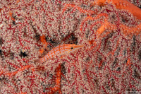 Oxycirrhites typus (Longnose Hawkfish)