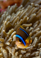 Amphiprion chrysopterus (Orangefin Anemonefish)
