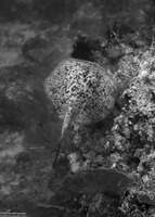 Taeniurops meyeni (Marbled Stingray)