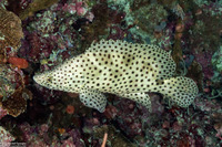 Cromileptes altivelis (Barramundi)