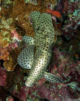 Cromileptes altivelis (Barramundi)