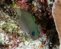 Pomacentrus reidi (Reid's Damsel)