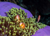 Amphiprion perideraion (Pink Anemonefish)