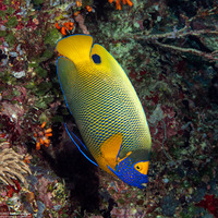 Pomacanthus xanthometopon (Yellow-Mask Angelfish)
